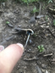 Leucoagaricus coerulescens