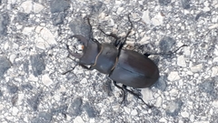 Lucanus tetraodon