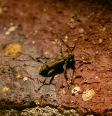 Graphisurus despectus