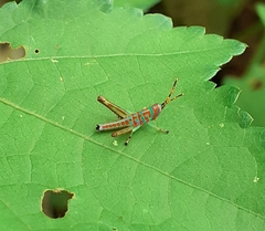 Acrididae