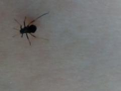 Himacerus mirmicoides