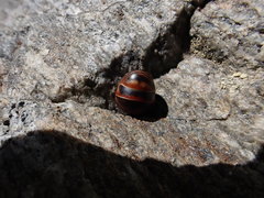 Glomeris transalpina