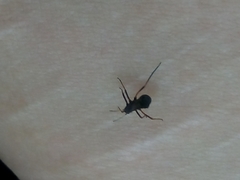 Himacerus mirmicoides