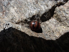 Glomeris transalpina