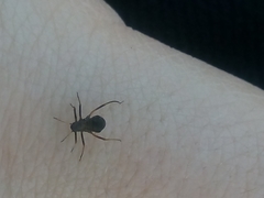 Himacerus mirmicoides