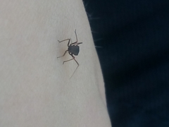 Himacerus mirmicoides