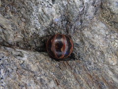 Glomeris transalpina