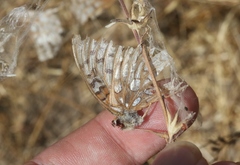 Speyeria callippe comstocki