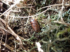 Glomeris transalpina
