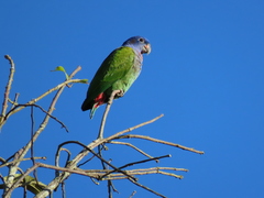 Pionus menstruus rubrigularis