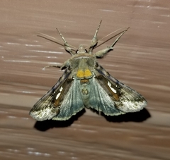 Autographa bimaculata