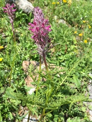 Pedicularis panjutinii