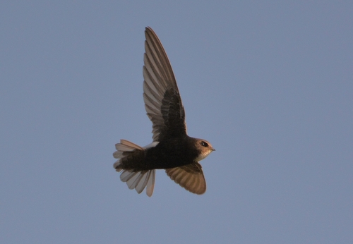Little Swift