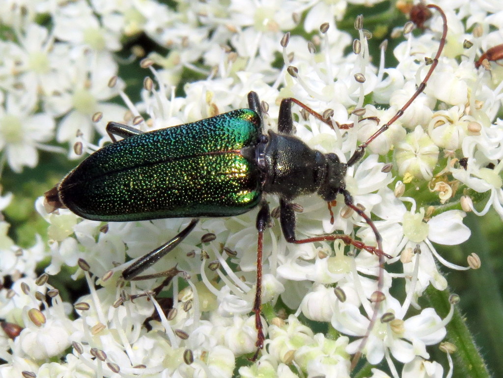 Anthophylax viridis