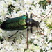Anthophylax viridis - Photo (c) Stuart Tingley, alguns direitos reservados (CC BY-NC), uploaded by Stuart Tingley