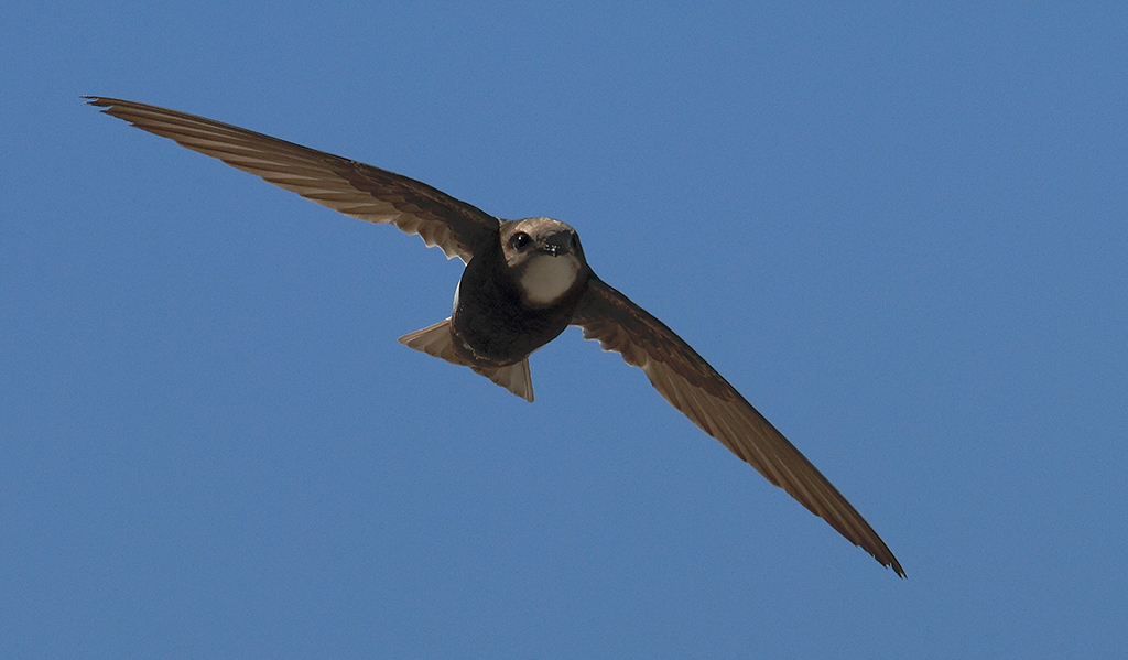 Little Swift photo
