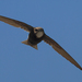 Little Swift - Photo (c) Agustín Povedano, some rights reserved (CC BY-NC-SA)