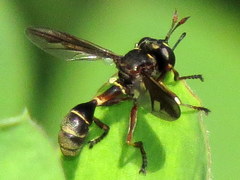 Physocephala furcillata