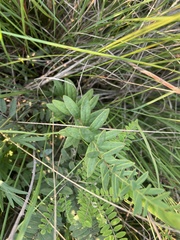 Astragalus canadensis