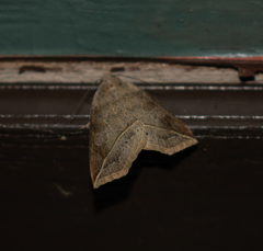 Phyprosopus callitrichoides