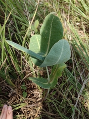 Asclepias amplexicaulis