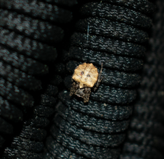 Acanthepeira cherokee