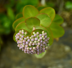 Hylotelephium anacampseros