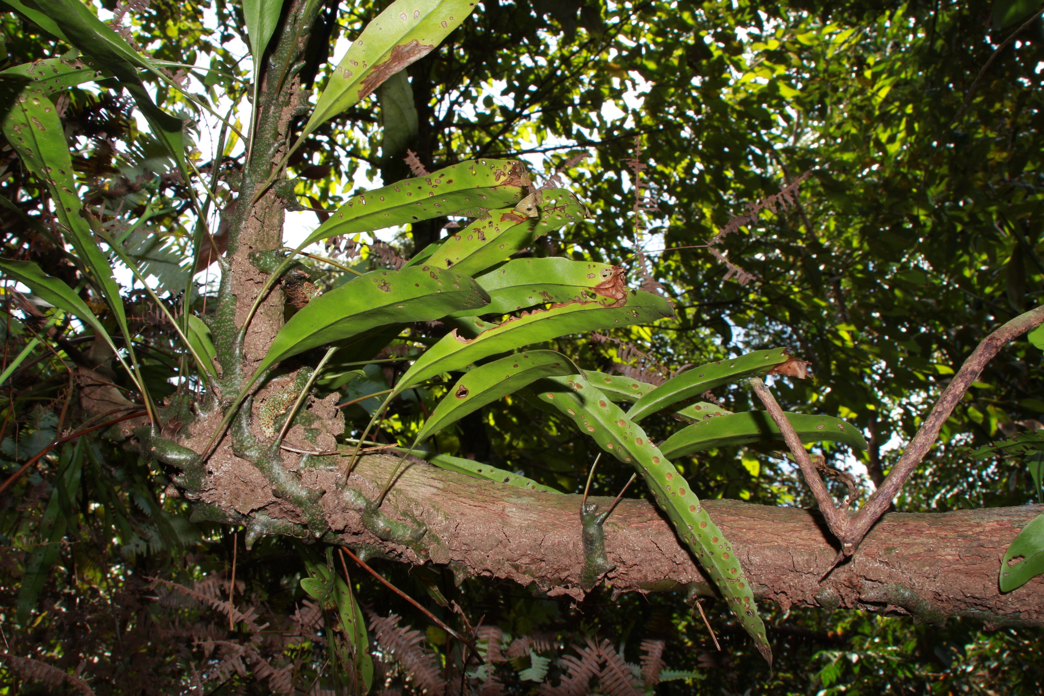 Lecanopteris
