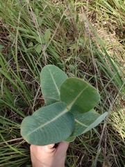 Asclepias amplexicaulis