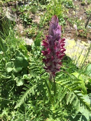 Pedicularis panjutinii