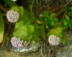 Hylotelephium anacampseros