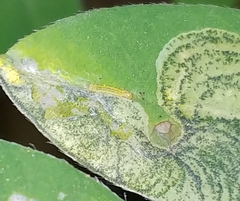 Leucoptera laburnella