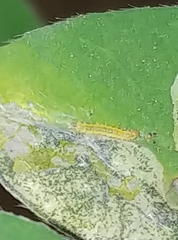 Leucoptera laburnella