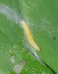 Leucoptera laburnella