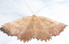 Euchlaena mollisaria