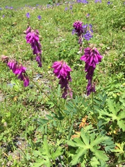 Hedysarum caucasicum