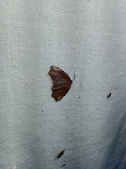 Achrosis rondelaria