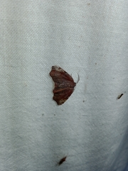 Achrosis rondelaria