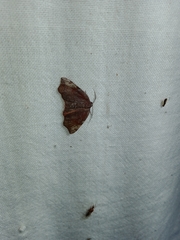 Achrosis rondelaria
