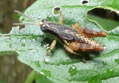 Eujivarus meridionalis