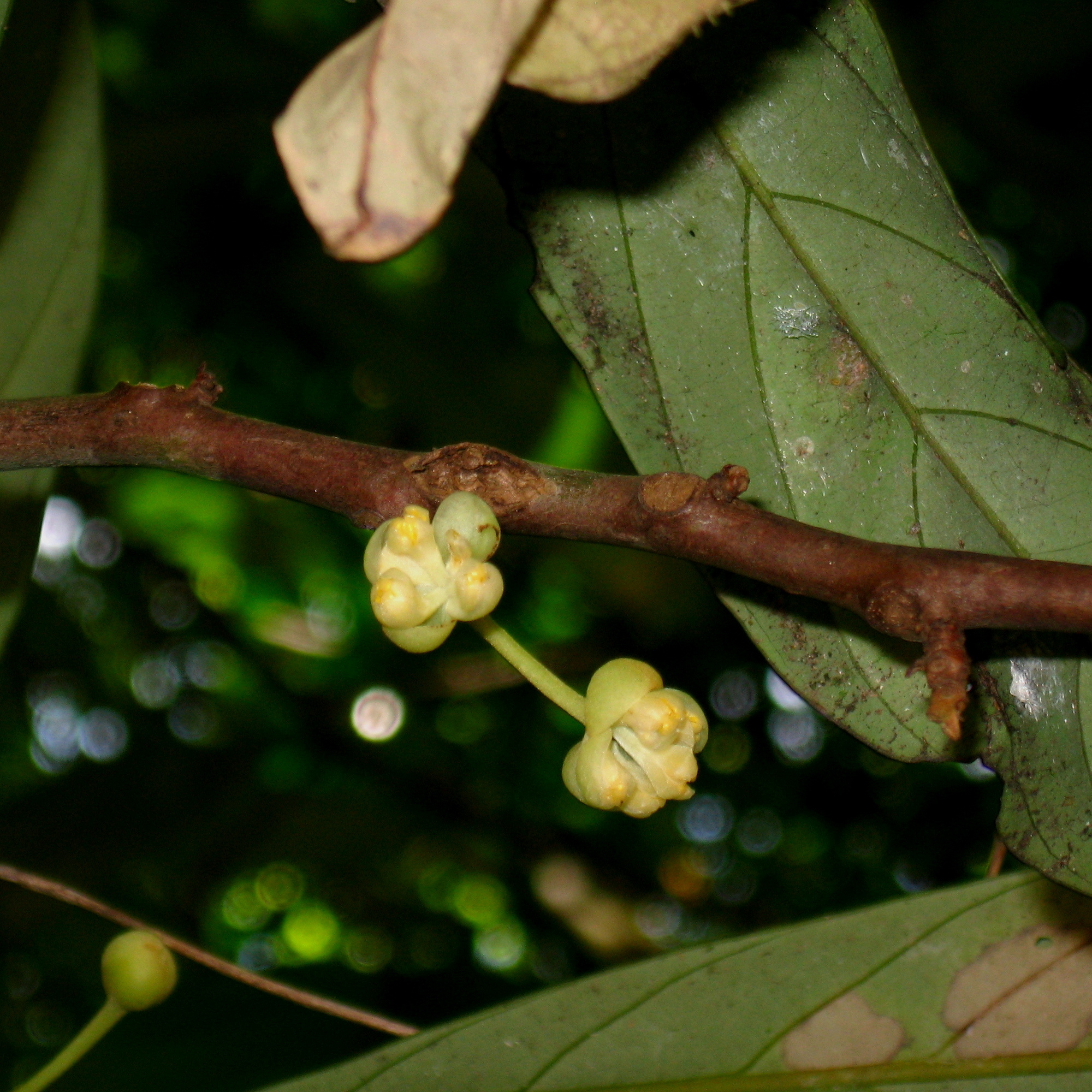 Litsea