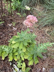 Hylotelephium maximum × spectabile