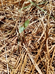 Neottia bifolia