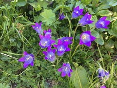 Campanula saxifraga