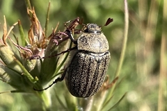 Phyllophaga lanceolata