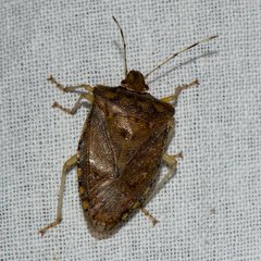 Pentatoma laeviventris