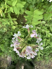 Saponaria