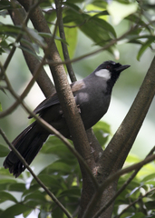 Pterorhinus chinensis