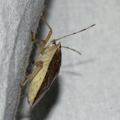 Pentatoma laeviventris