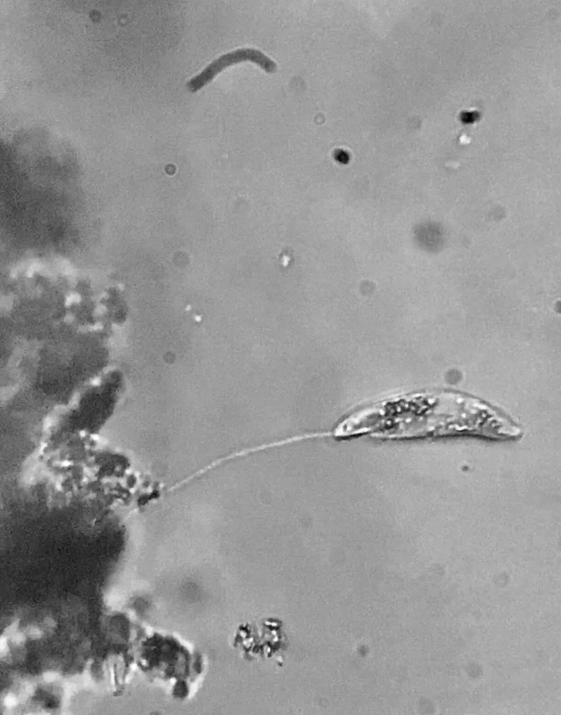 Peranema pleururum
